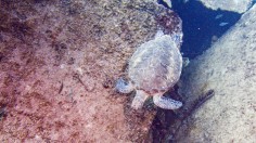 sea turtle