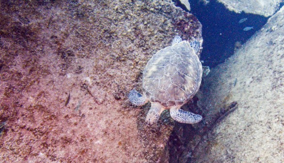 sea turtle