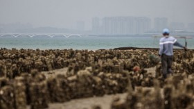 TAIWAN-CHINA-POLITICS-AQUACULTURE-OYSTER