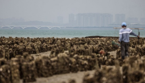 TAIWAN-CHINA-POLITICS-AQUACULTURE-OYSTER