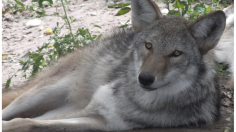 Western Coywolf