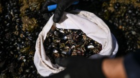 A stock photo of mussels