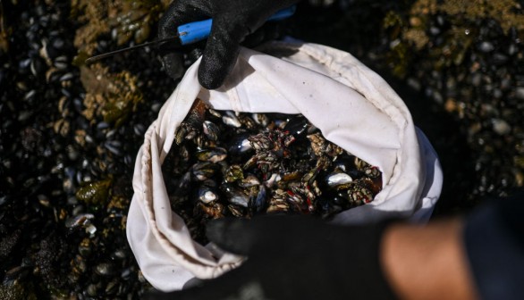 A stock photo of mussels