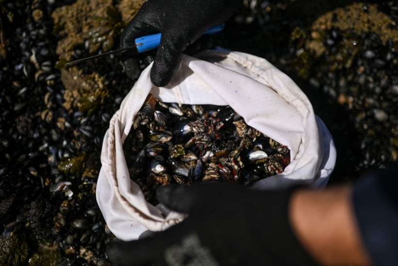 A stock photo of mussels