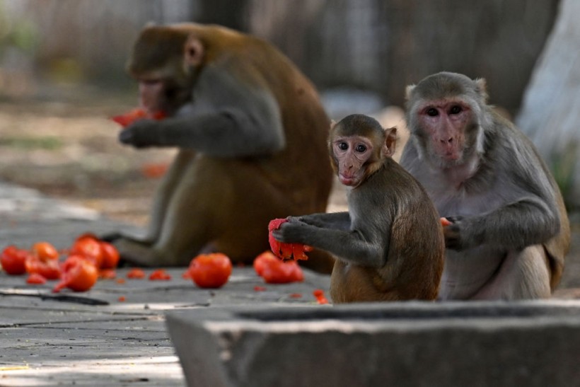 INDIA-G20-SUMMIT-MONKEYS