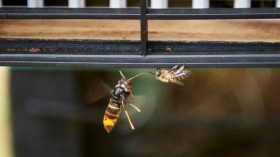 SPAIN-ENVIRONMENT-ANIMAL-PESTS