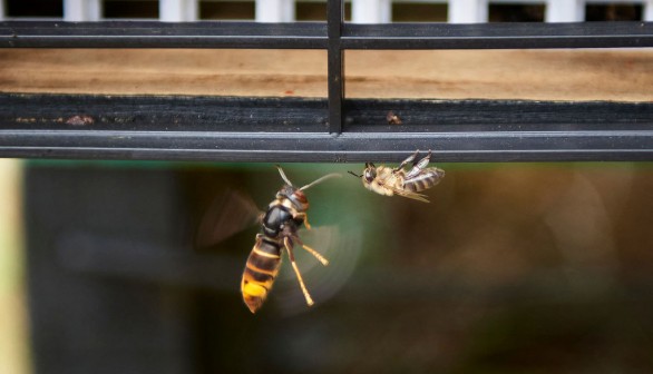 SPAIN-ENVIRONMENT-ANIMAL-PESTS