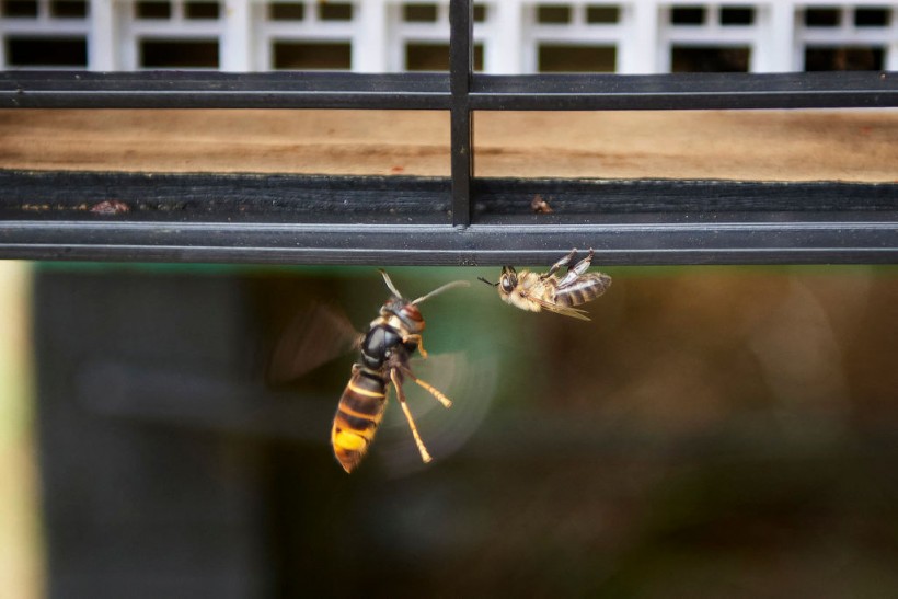 SPAIN-ENVIRONMENT-ANIMAL-PESTS