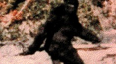 Bigfoot