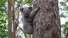 Hungry Koala Called 'Claude' Invites Friends to Steal from Plant Nursery in New South Wales