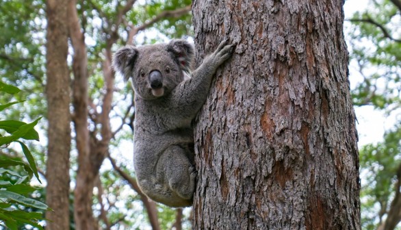 Hungry Koala Called 'Claude' Invites Friends to Steal from Plant Nursery in New South Wales