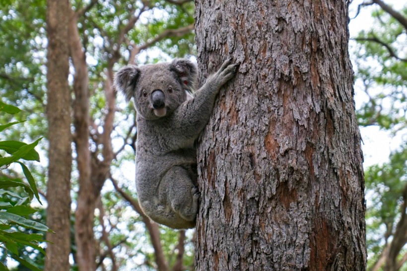 Hungry Koala Called 'Claude' Invites Friends to Steal from Plant Nursery in New South Wales