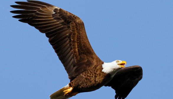 A bald eagle in Florida