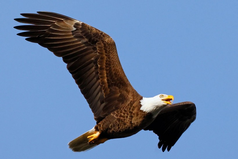 A bald eagle in Florida