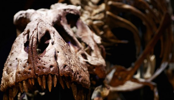 A stock photo of a T-Rex
