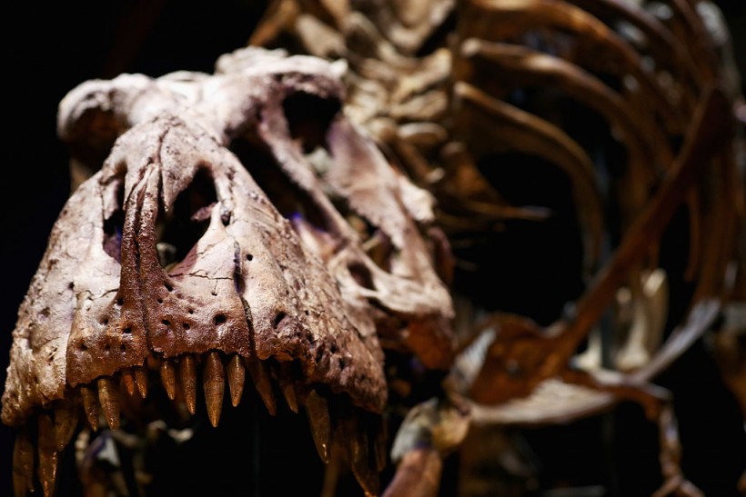 A stock photo of a T-Rex