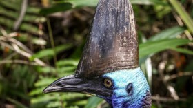 AUSTRALIA-CONSERVATION-BIRDS-CASSOWARY