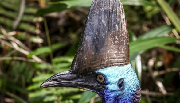 AUSTRALIA-CONSERVATION-BIRDS-CASSOWARY