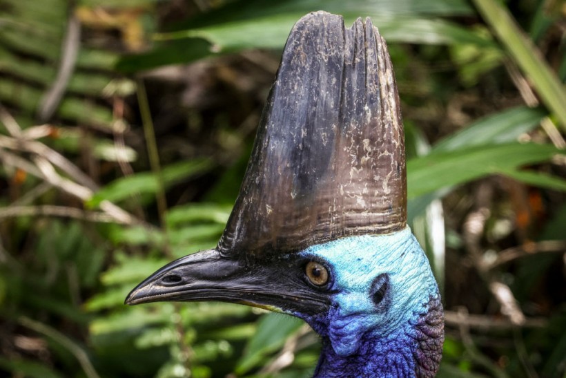 AUSTRALIA-CONSERVATION-BIRDS-CASSOWARY