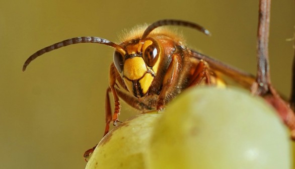 10% of Asian Hornets in the UK Survive During Winter Months for the First, Enough to Maintain Colony: DNA Analysis Shows  