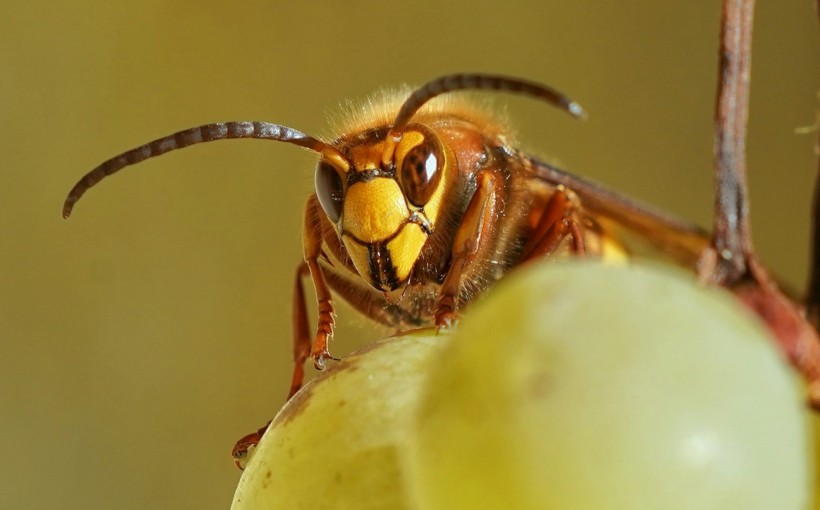 10% of Asian Hornets in the UK Survive During Winter Months for the First, Enough to Maintain Colony: DNA Analysis Shows  