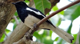 magpie