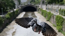 TOPSHOT-AUSTRIA-WEATHER-ANIMALS