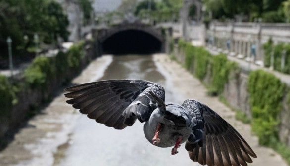 TOPSHOT-AUSTRIA-WEATHER-ANIMALS