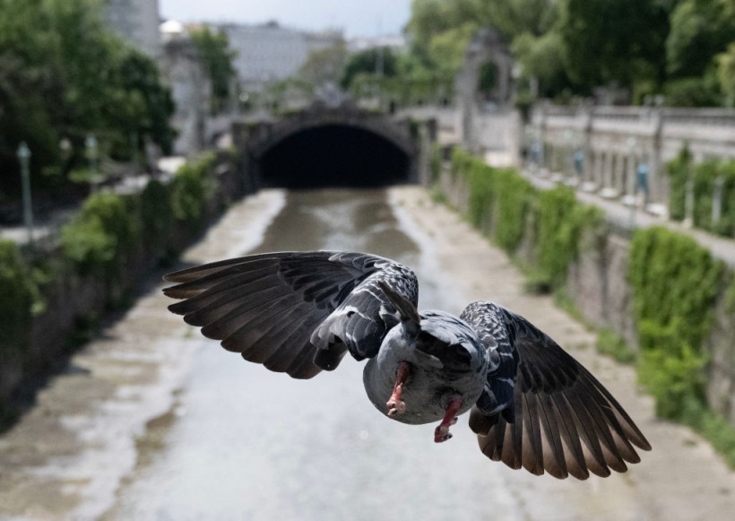 TOPSHOT-AUSTRIA-WEATHER-ANIMALS