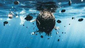 Marine Fungus Called 'Parengyodontium Album' Has Appetite for Plastic Waste, Can Break Down Plastic Polyethylene 0.05% Per Day [Study]