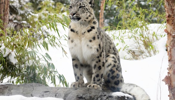 A snow leopard