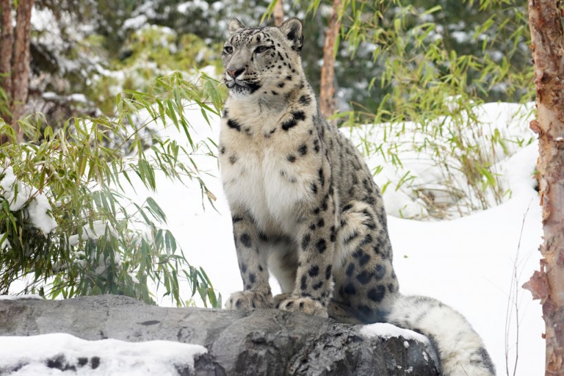 A snow leopard