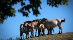 FRANCE-ANIMALS-ZOO-THOIRY