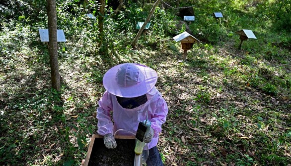 A beekeeper collecting honey from a stingless bee