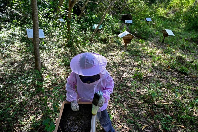 A beekeeper collecting honey from a stingless bee