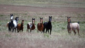 wild horses