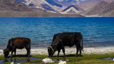 INDIA-LADAKH-ANIMAL