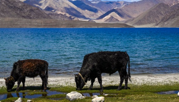 INDIA-LADAKH-ANIMAL