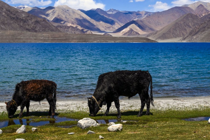 INDIA-LADAKH-ANIMAL