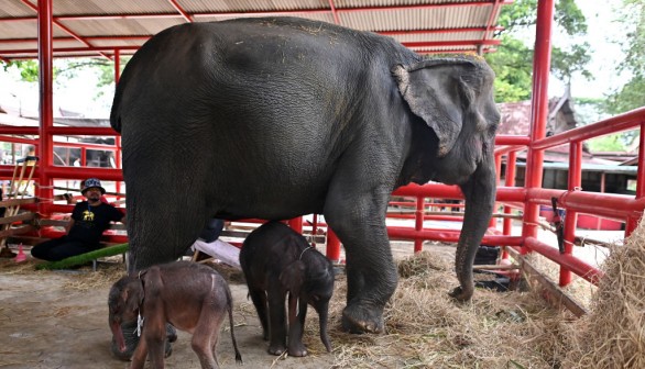 THAILAND-ANIMAL-TOURISM