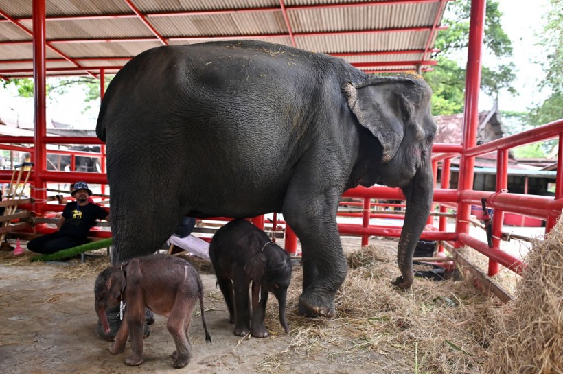 THAILAND-ANIMAL-TOURISM