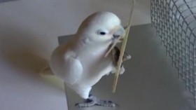 cockatoo 