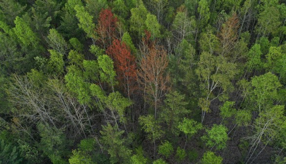 Germany's Forests Weakened By Monocultures And Climate Change