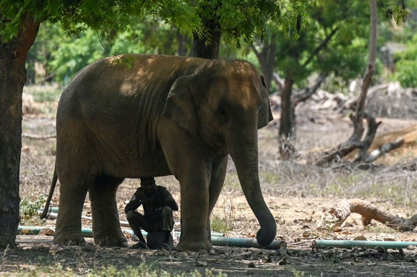 elephant