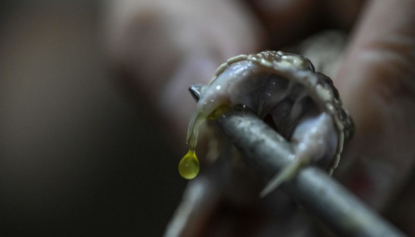 A stock photo of a venomous snake