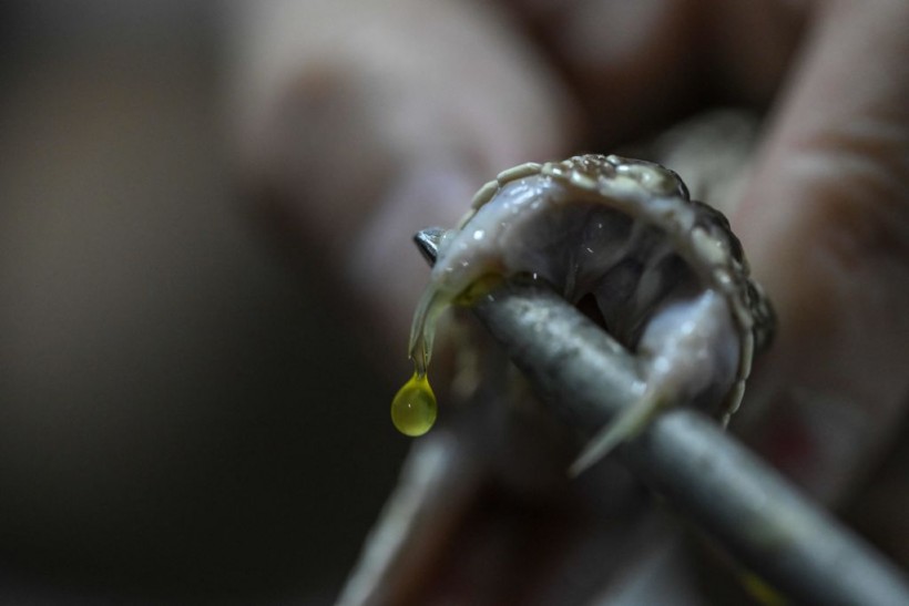 A stock photo of a venomous snake