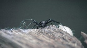 New Black Widow Antivenom Could be More Viable Than Existing Spider Bite Antidotes [Study]