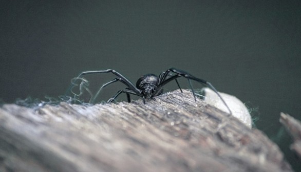 New Black Widow Antivenom Could be More Viable Than Existing Spider Bite Antidotes [Study]