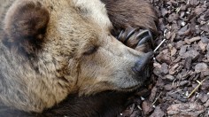 Bear 178 Nicknamed 'Nakoda' and Her Grizzly Bear Cubs Die Two Days Apart After Being Struck by Vehicles