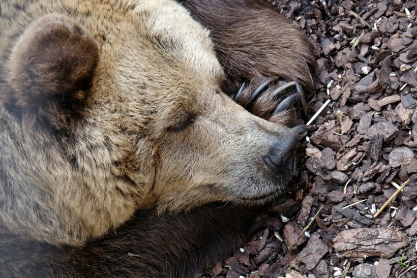 Bear 178 Nicknamed 'Nakoda' and Her Grizzly Bear Cubs Die Two Days Apart After Being Struck by Vehicles